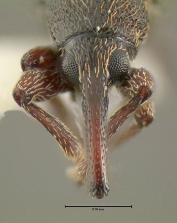 Media type: image;   Entomology 613526 Aspect: head frontal view